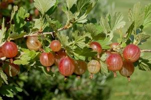 gooseberry planting and care breeding