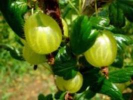 gooseberry planting dates