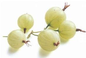 gooseberry planting in autumn