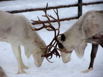 Khanty animals of the Mansiysk Autonomous Okrug