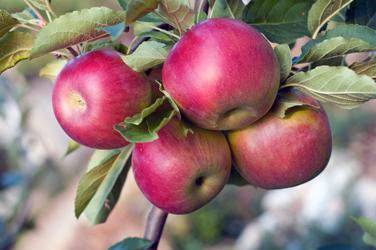 вегетация растений яблони