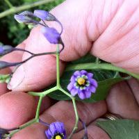 plant nightshade