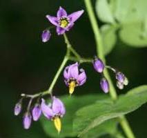 nightshade berry