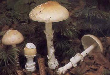 вегетативное тело гриба 