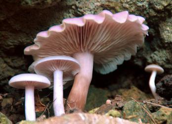 тела грибов образованы 