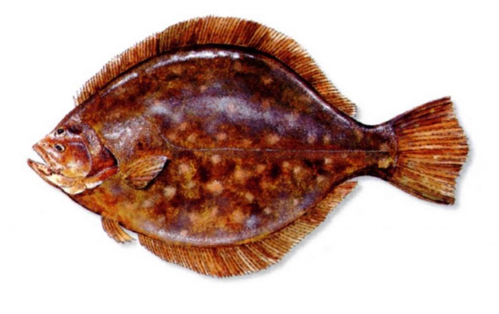Плоская рыба камбала фото