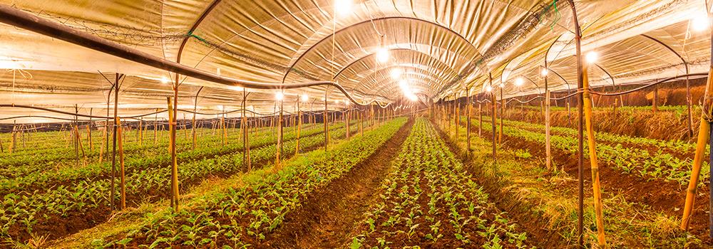 Fumigation of greenhouses