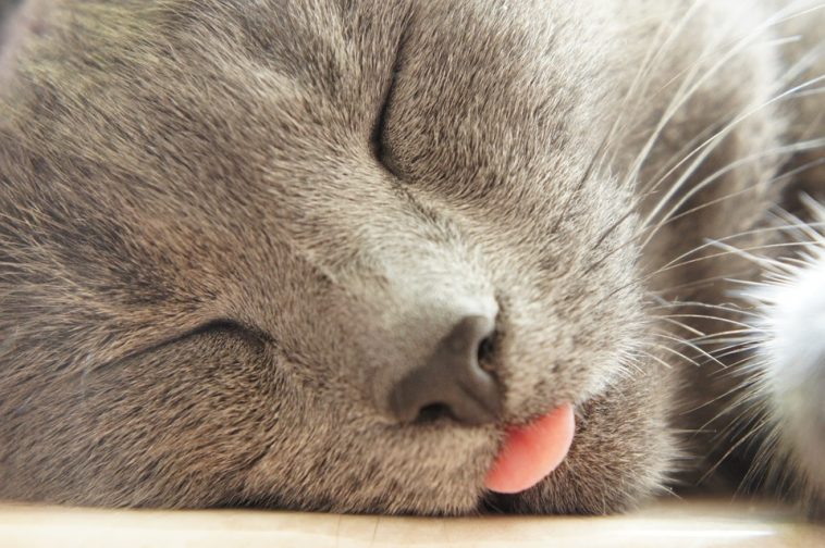 Кот спит с торчащим языком