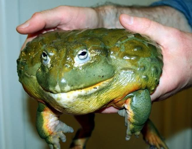 giant bull frog