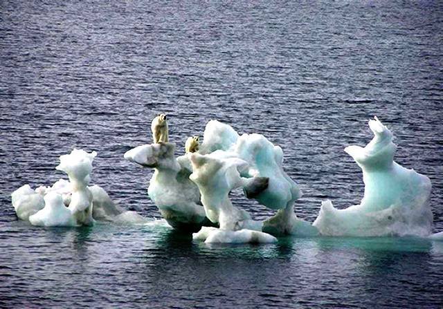 Медведи на льдах
