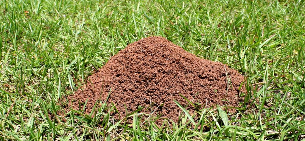 как избавиться от муравьев в огороде народными средствами