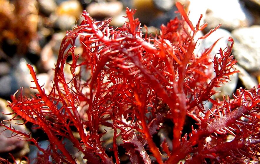 Гелидиум водоросль. Красные водоросли агар-агар. Филлофора водоросль. Анфельция водоросль агар агар.