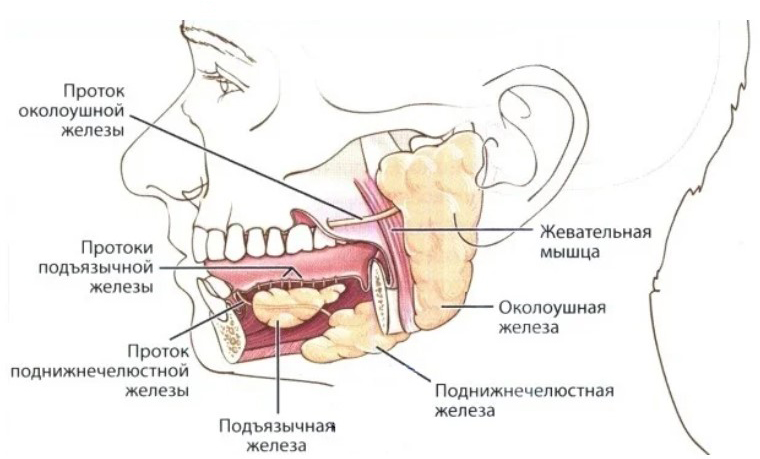 Где находятся слюнные железы у человека схема расположения у женщин фото и название