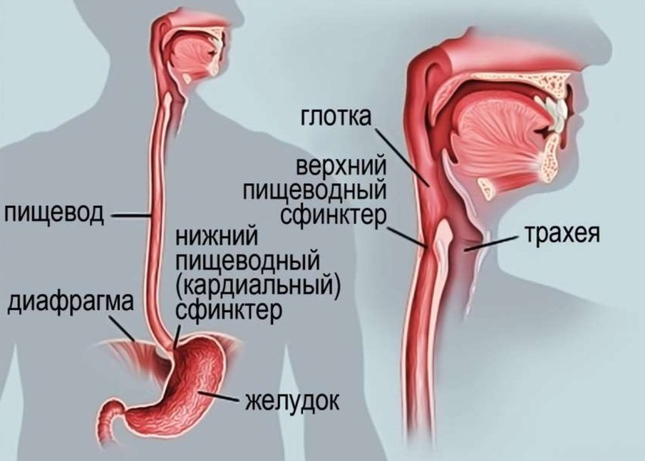 строение пищевода