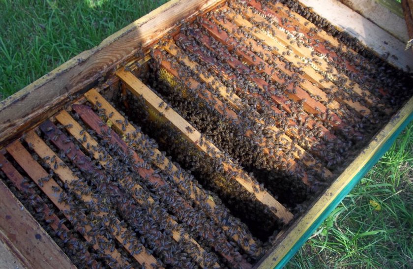 содержание пчел в ульях лежаках
