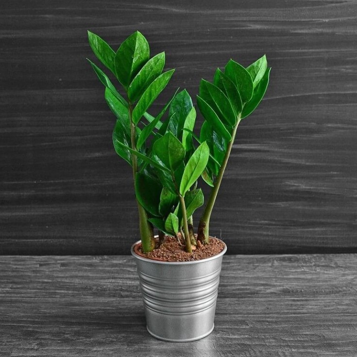 Zamioculcas долларовое дерево