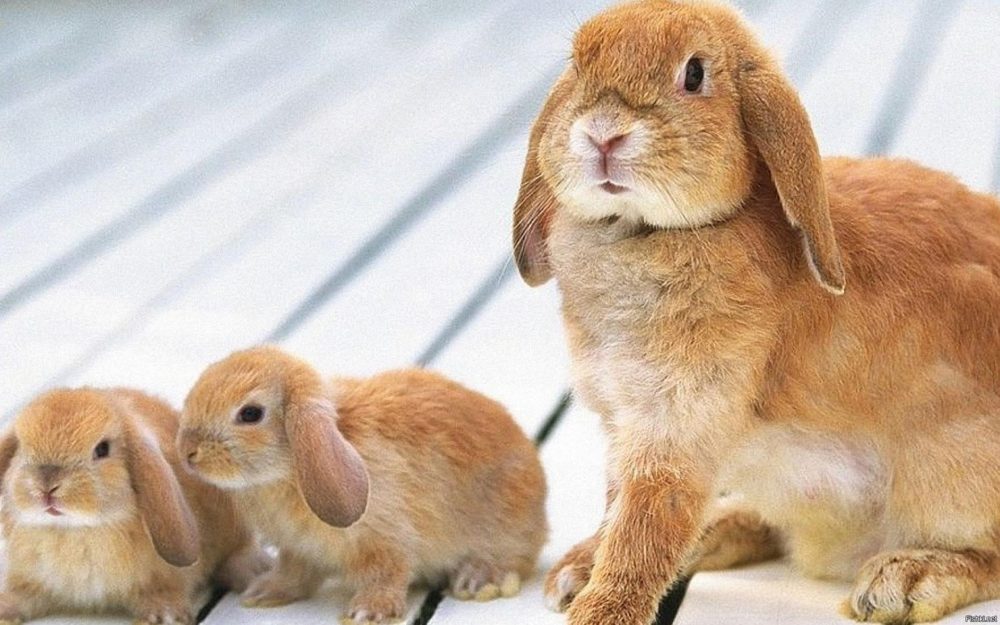 сколько по времени крольчиха вынашивает крольчат