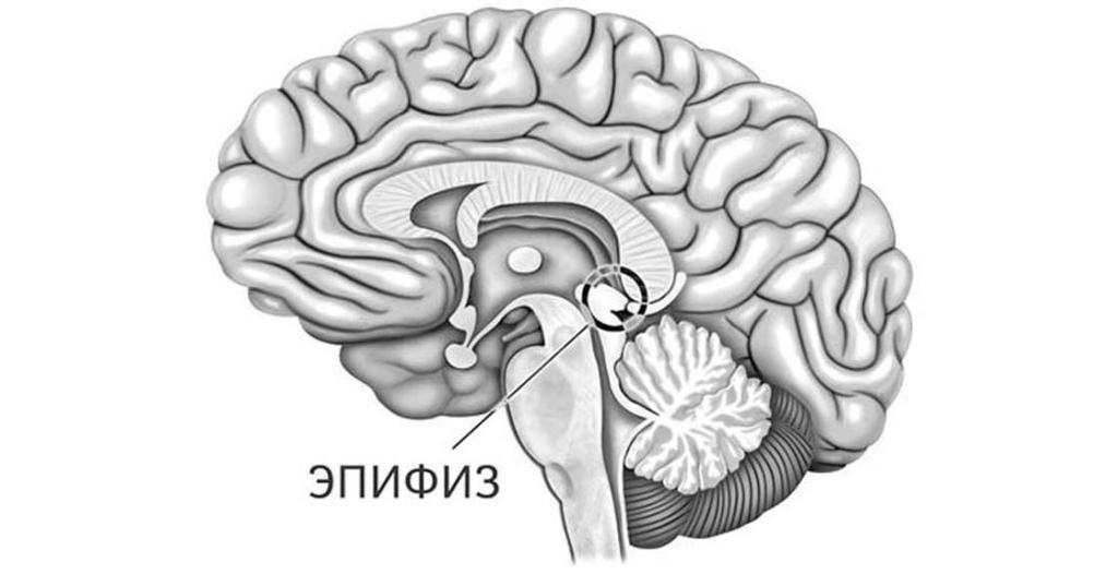 эпифиз строение