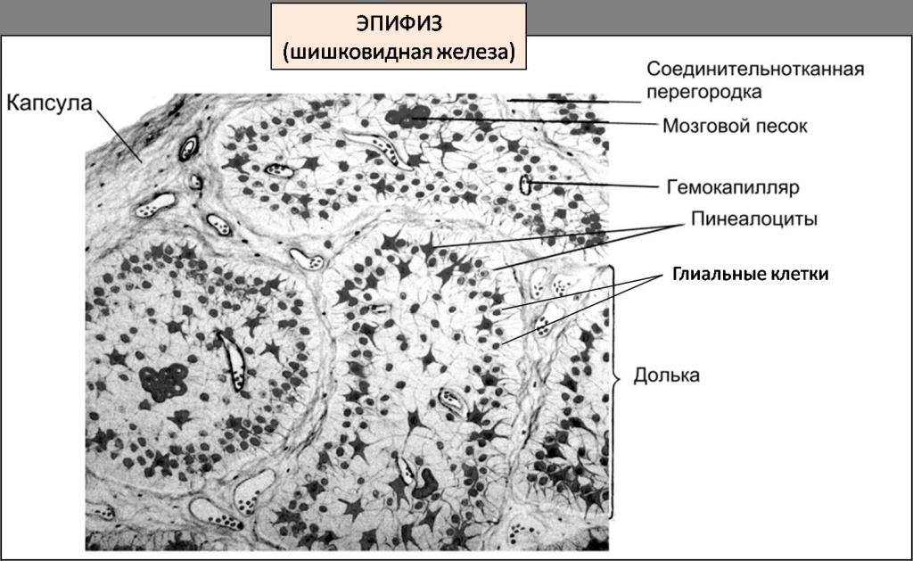 эпифиз строение