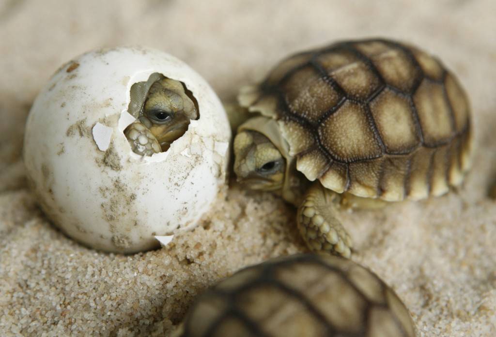 как размножаются черепахи