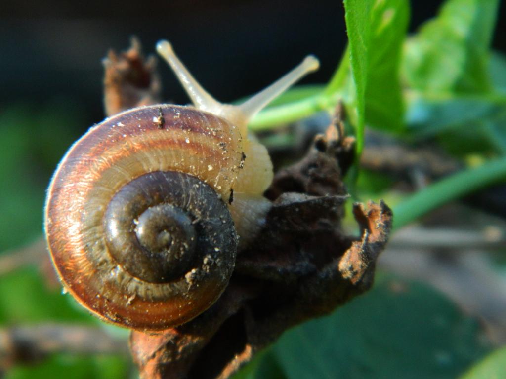 golden spiral snail