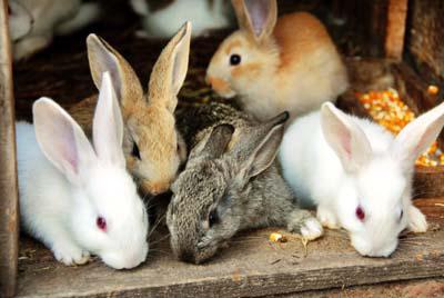 выращивание кроликов бизнес с нуля