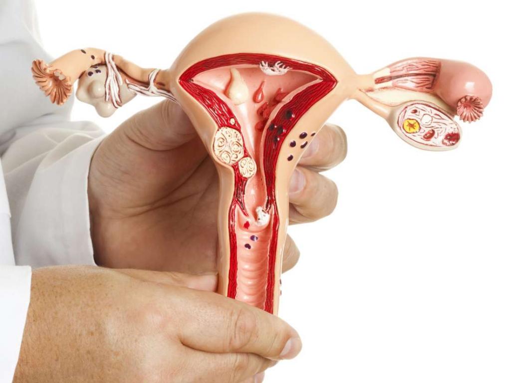 uterus after cleaning