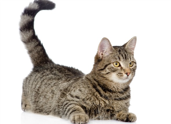 What is toxoplasmosis?