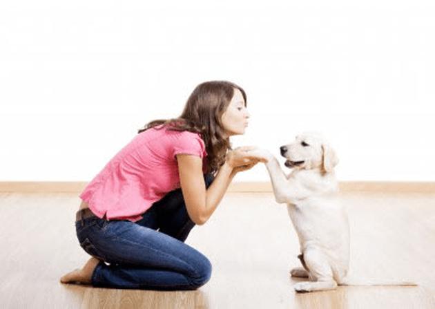 Labrador puppy training at home