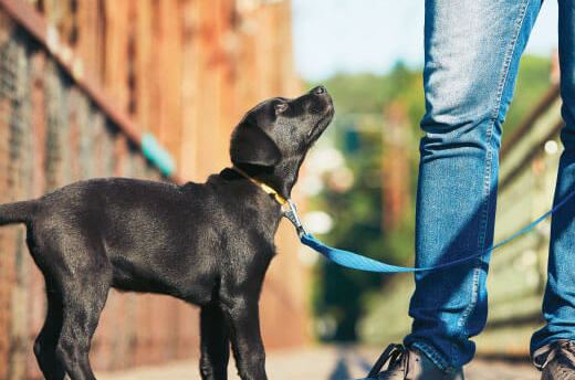 labrador puppy training for teams at home