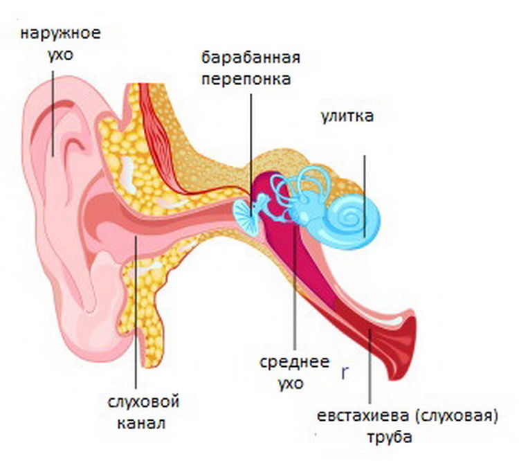 Строение уха
