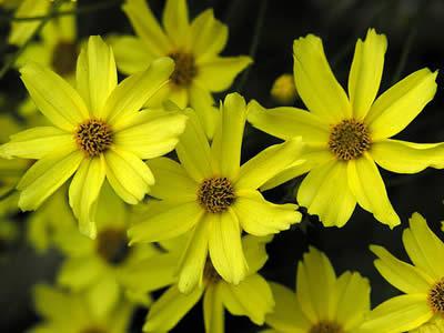 Цветок кореопсис многолетний посадка и уход фото и описание