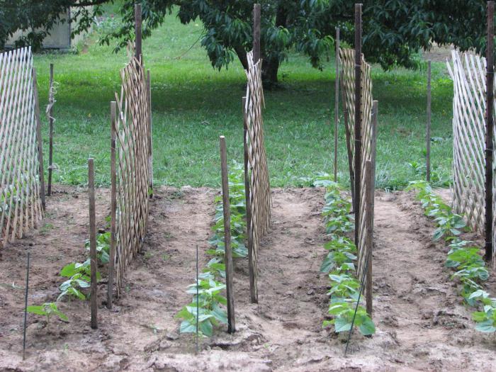 The scheme of planting cucumbers on a trellis