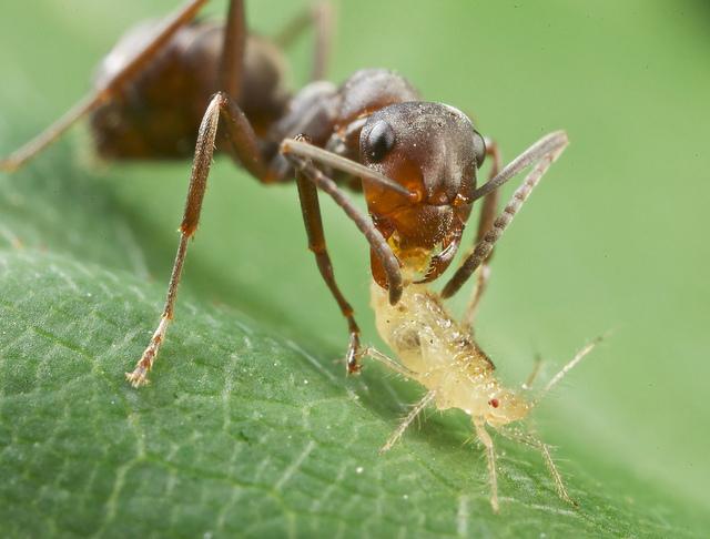 Как вывести муравьев с участка