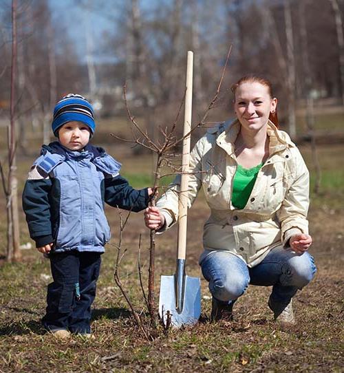 When to plant apple trees