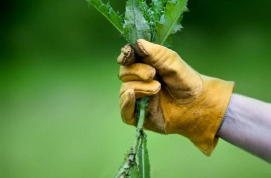 Against weeds