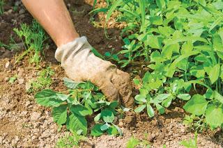 How to deal with weeds in the country