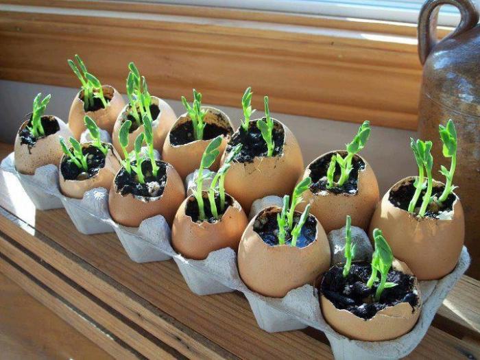 Eggshell seedlings