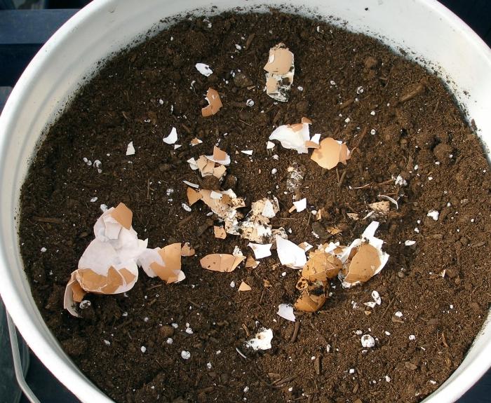 Egg shells as fertilizer