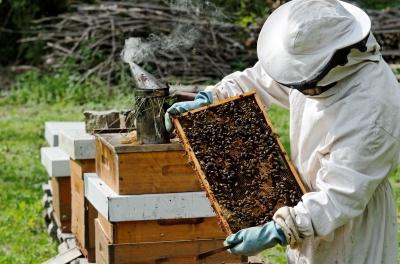 Preparing for wintering bees