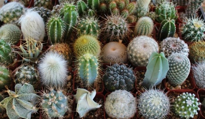 How to care for cacti