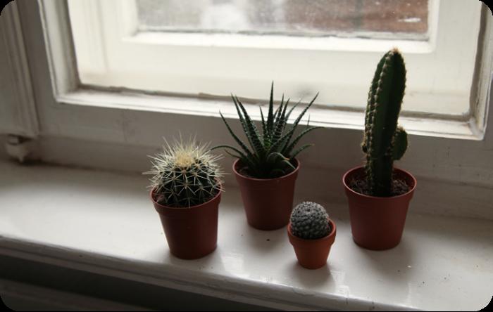 Cacti and succulents