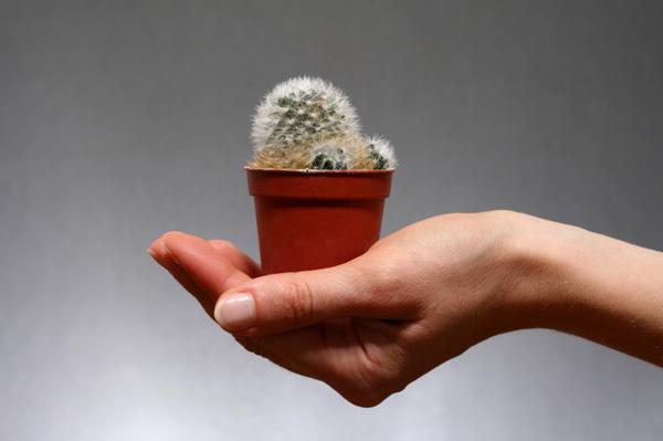 How to care for a cactus