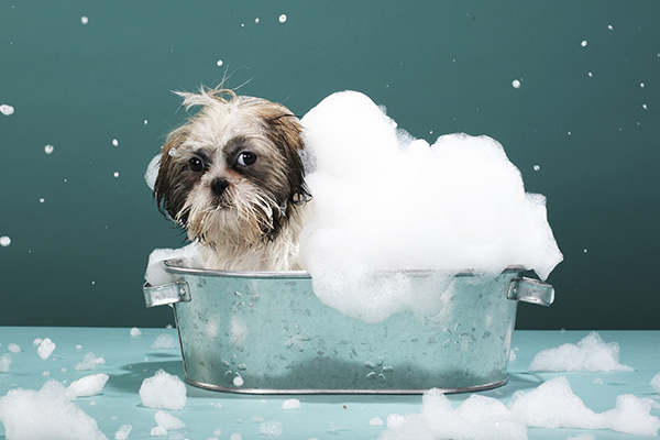 pet in the foam after washing