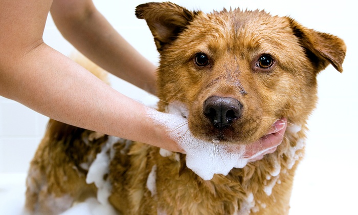 как часто нужно мыть собак
