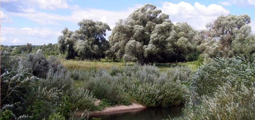 Piana River in the Nizhny Novgorod Region