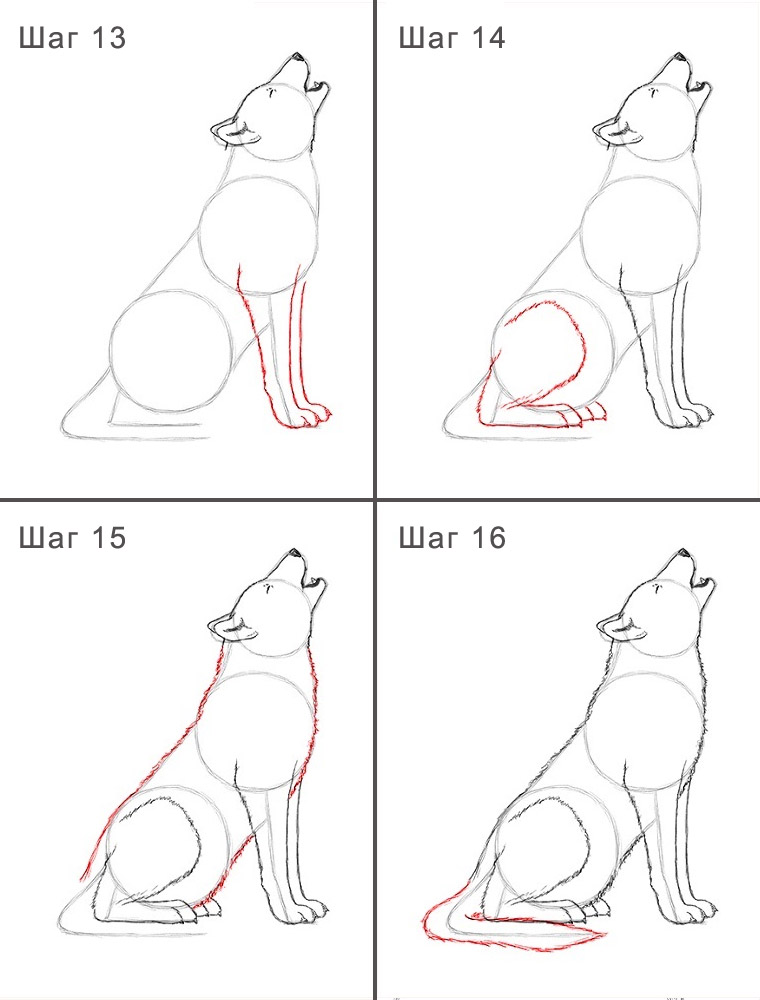 Как просто нарисовать волка 13-16