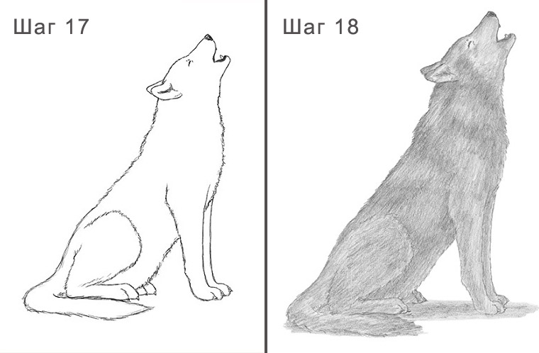 Как нарисовать волка ребенку 17-18