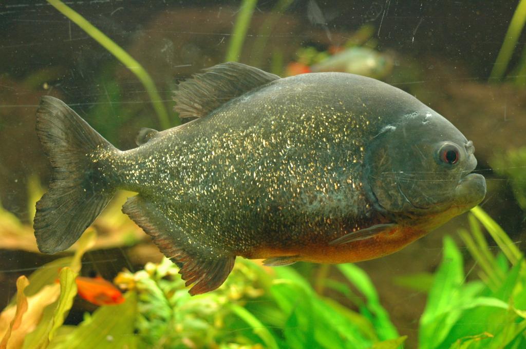 Рыбка метиннис серебристый