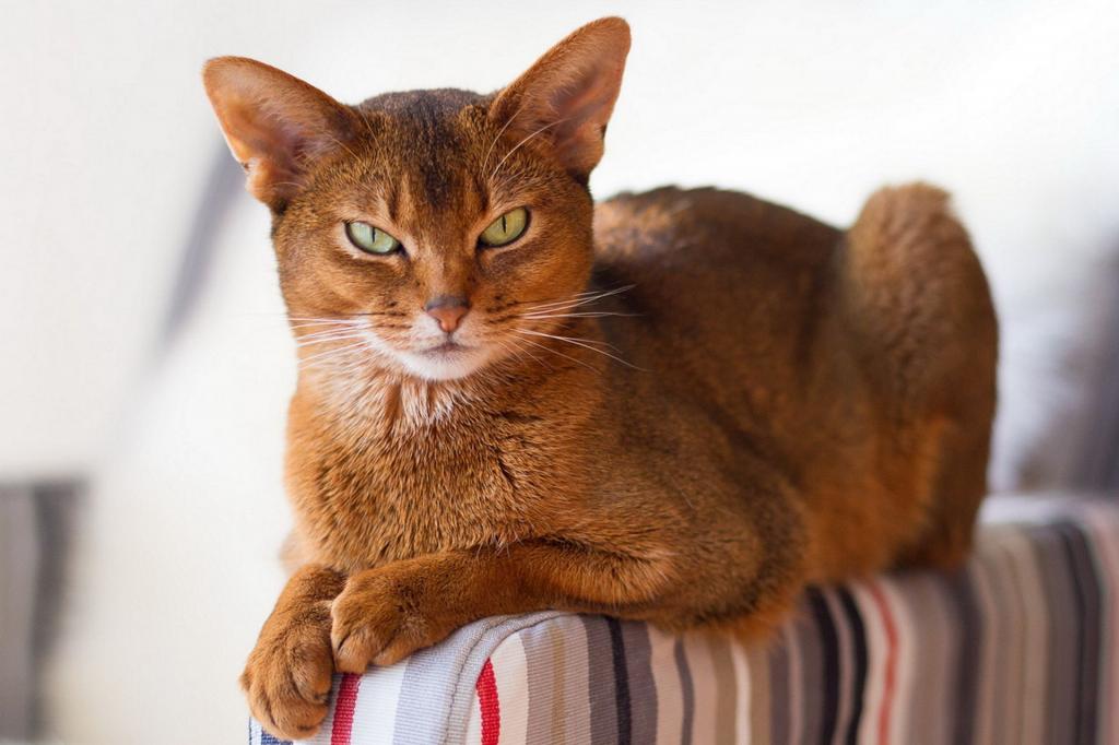 абиссинская кошка: характер и поведение